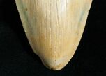 Megalodon Shark Tooth #4564-2